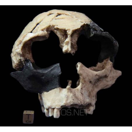 Homo antecesor Homo antecesor
