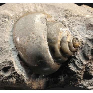 Fósil gasterópodo F3444