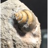 Gasterópodo fósil F3444
