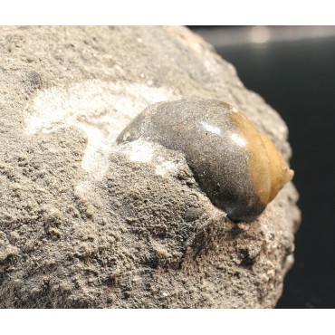 Gasterópodo fósil F3444