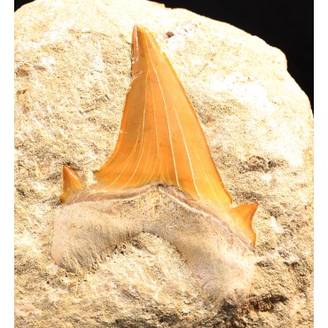 Fósil Otodus obliquus  F3447