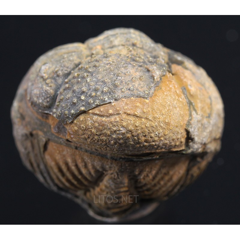 Fósil trilobite morocops F3459