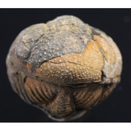 Fósil trilobite morocops F3459 Fósil trilobite morocops F3459