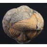 Fósil trilobite morocops F3459