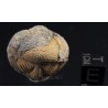 Fósil trilobite morocops F3459