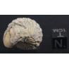 Fósil trilobite morocops F3459