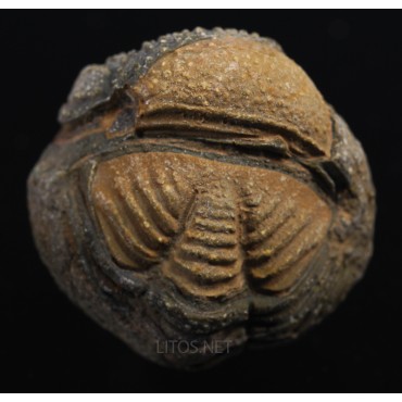 Fósil trilobite morocops F3459