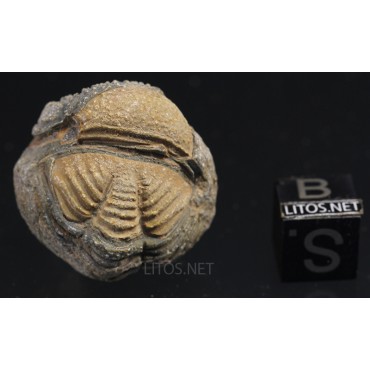 Fósil trilobite morocops F3459