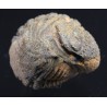 Fósil trilobite morocops F3459