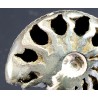 Fósil ammonite F3463