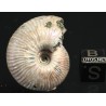 Fósil ammonite F3463