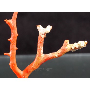 Mineral coral rojo X1970