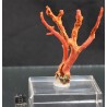 Mineral coral rojo X2116