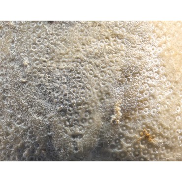 Fósil micraster