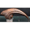 Garra Allosaurio (mediana)