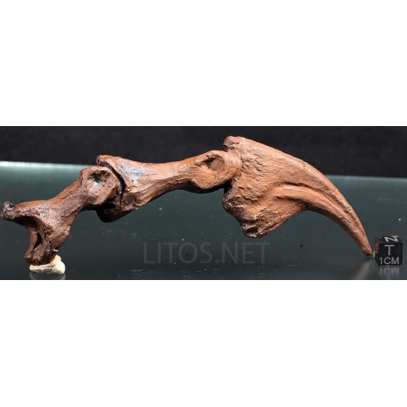 Garra de allosaurus fragilis Garra de allosaurus fragilis