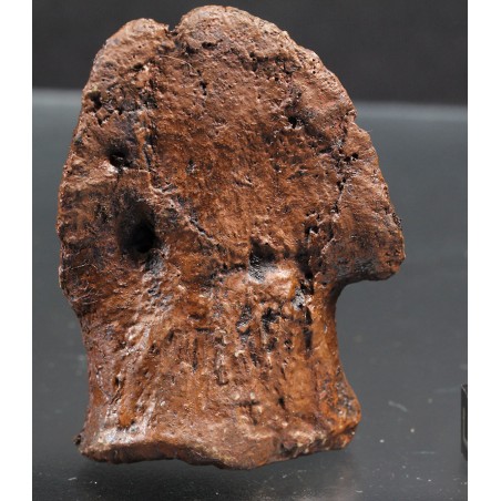 Diente de Edmontosaurus Diente de Edmontosaurus