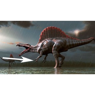 Uña de Spinosaurus aegyptiacus