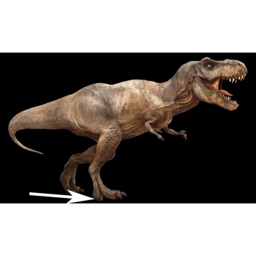 Tyrannosaurus rex