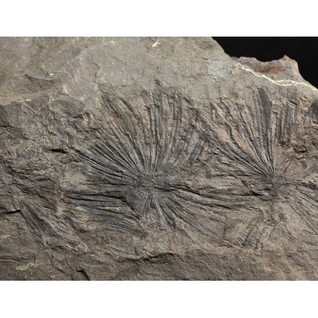 Fósil annularia stellata