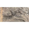 Fósil annularia stellata