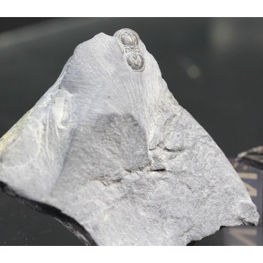 Fósil trilobite peronopsis interstricta
