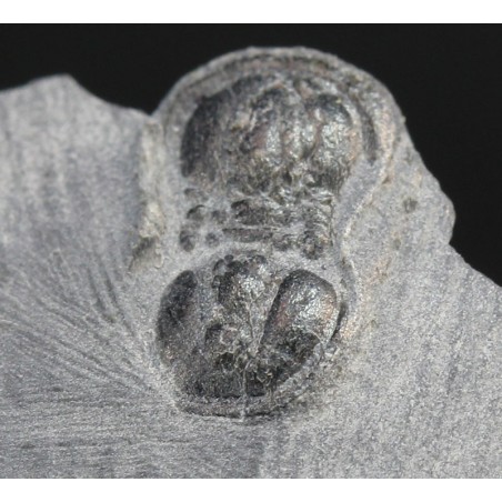 Fósil trilobite peronopsis interstricta Fósil trilobite peronopsis interstricta