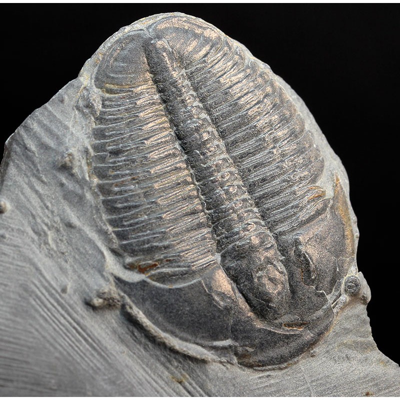 Fósil trilobite elrathia kingi