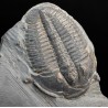 Fósil trilobite elrathia kingi