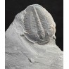 Fósil trilobite elrathia kingi