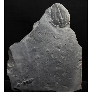 Fósil trilobite elrathia kingi