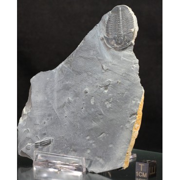 Fósil trilobite elrathia kingi