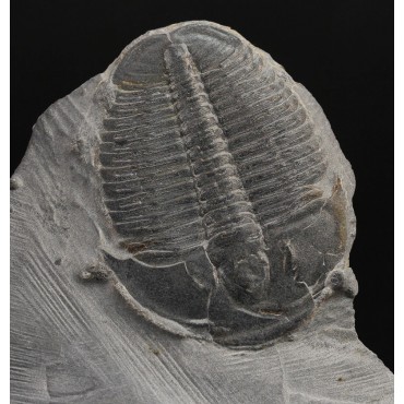 Fósil trilobite elrathia kingi