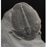 Fósil trilobite elrathia kingi