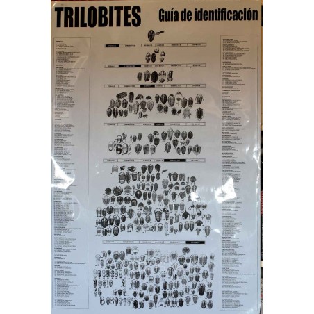 Póster Trilobites Póster Trilobites