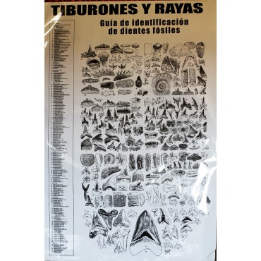 Póster tiburones y rayas