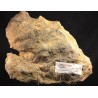 Fósil drotops megalomanicus