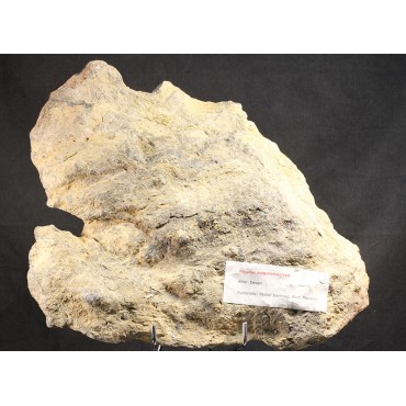 Fósil drotops megalomanicus