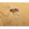 Insecto fósil en caliza