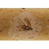 Insecto fósil en caliza