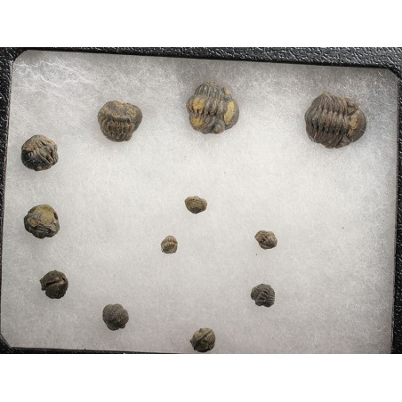 Fósil trilobites Fósil trilobites
