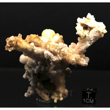 Mineral aragonito coraloide