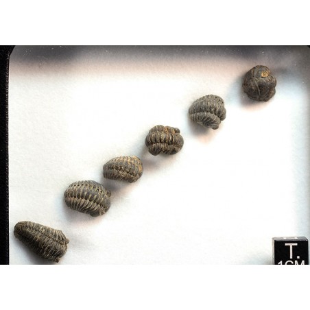Fósil trilobites