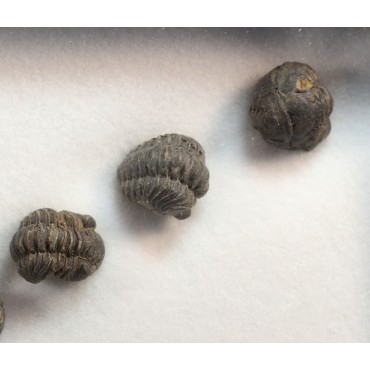 Fósil trilobites