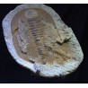 Fósil acadoparadoxides briaeus