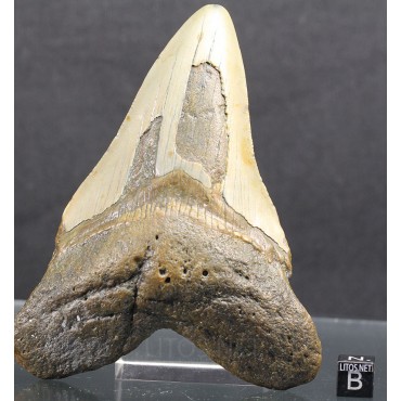 Mineral carcharocles megalodon