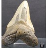 Mineral carcharocles megalodon