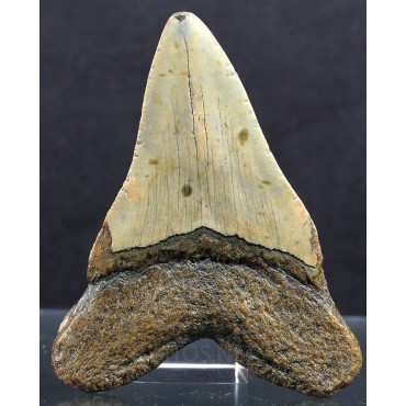 Mineral carcharocles megalodon