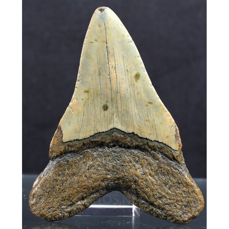 Mineral carcharocles megalodon