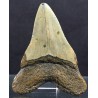 Mineral carcharocles megalodon